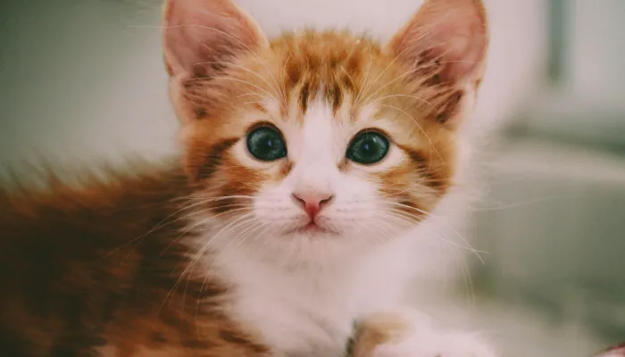 Training Your Cat to Respond to Commands Training Your Cat to Respond to Commands