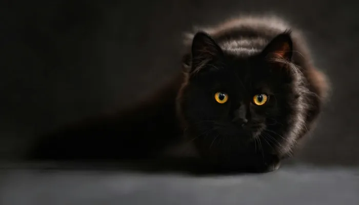 Understanding Your Cat’s Specific Needs Understanding Your Cat’s Specific Needs