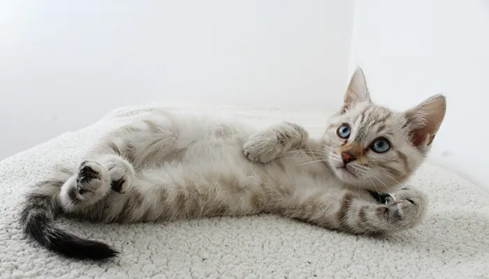 User Reviews: What Cat Owners Are Saying User Reviews: What Cat Owners Are Saying